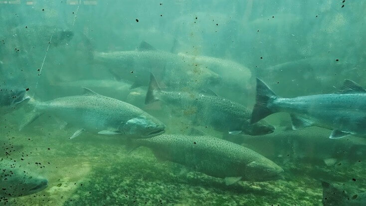 Salmon at Ballard Locks-Seattle