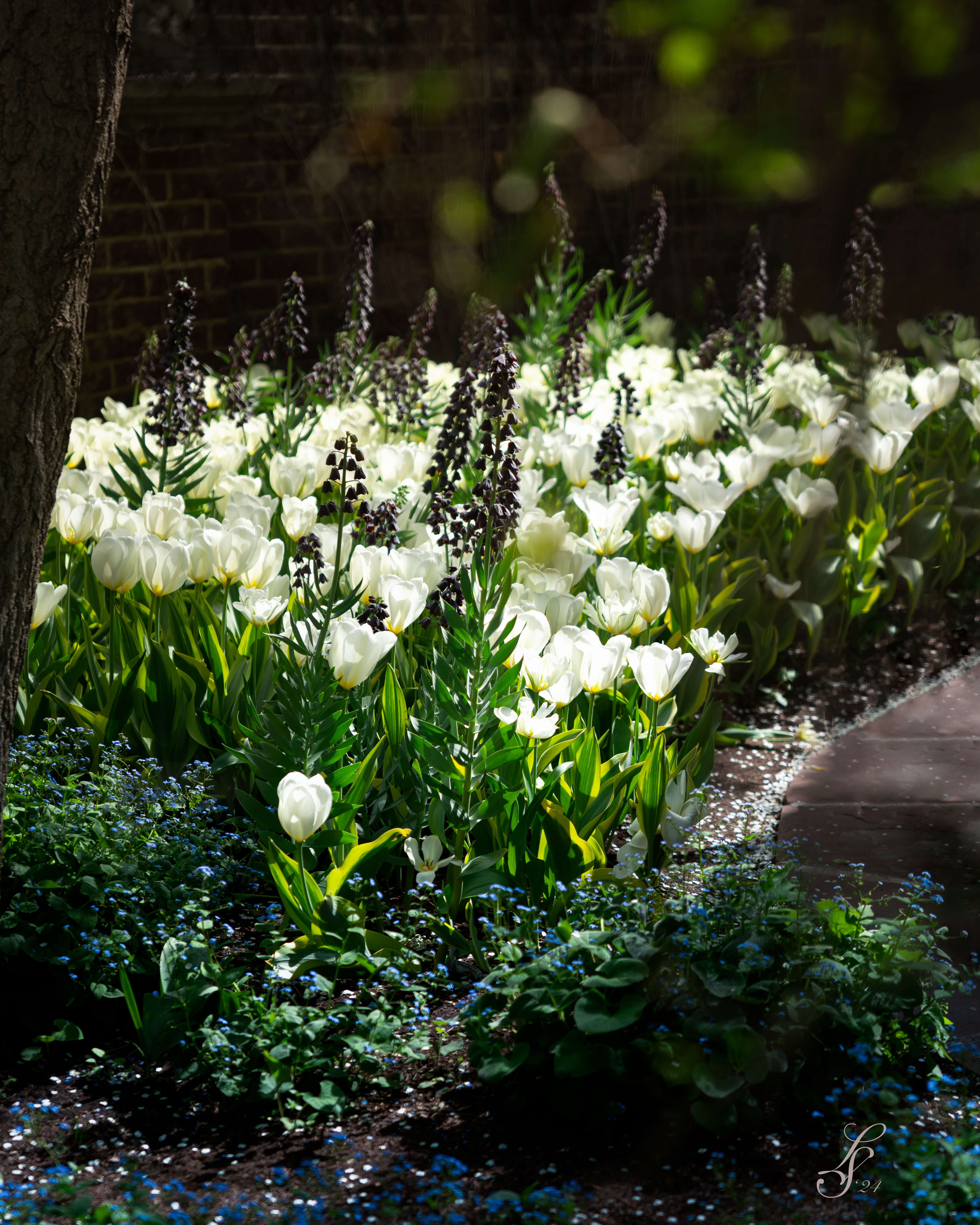 Garden with white tulips