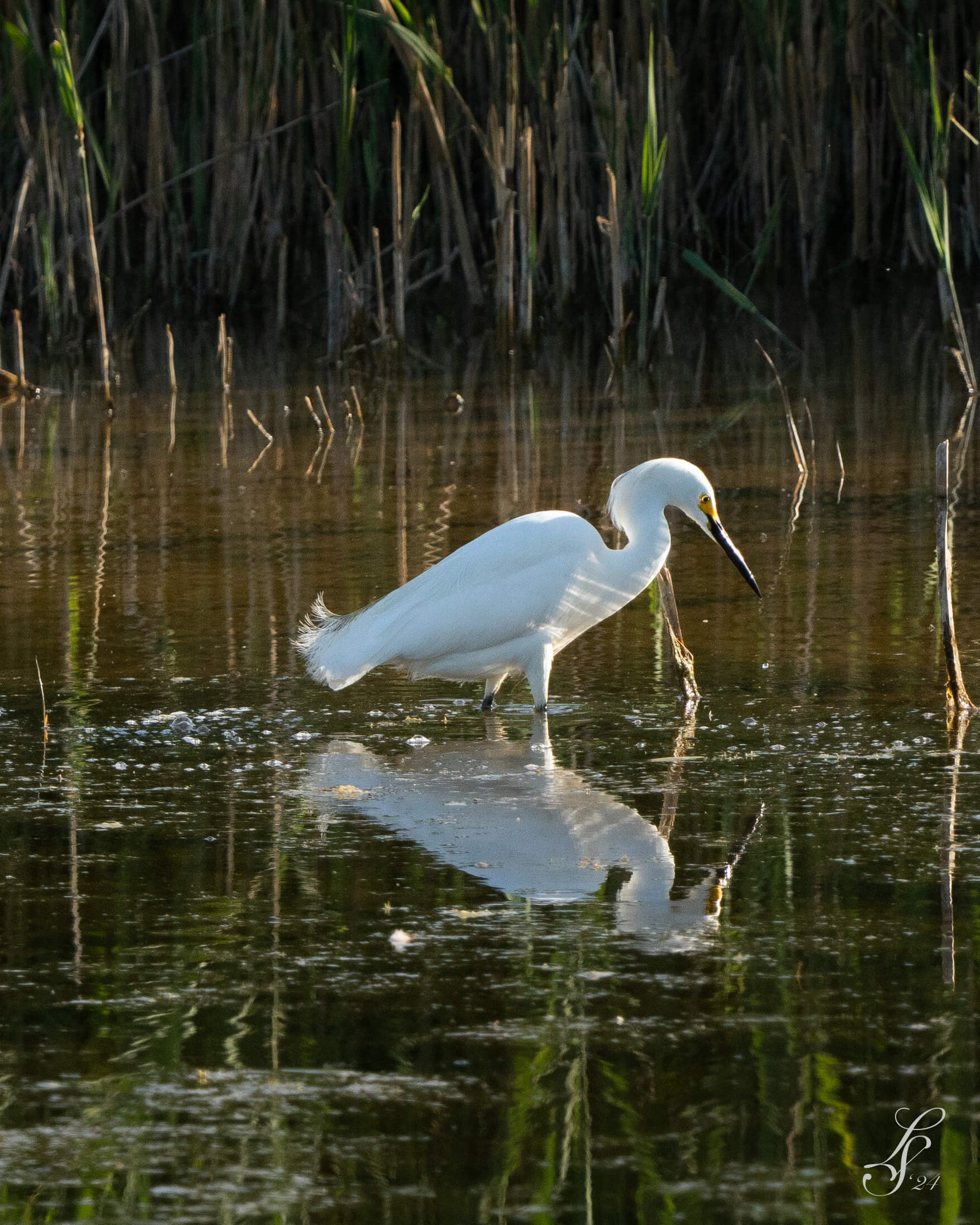 Bird looking into the water at Bear Lake Bird Refuge